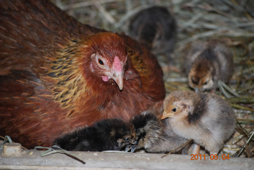 Some farm residents